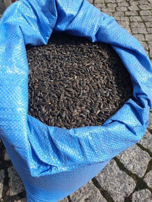 Słonecznik w łupie - np dla ptaków