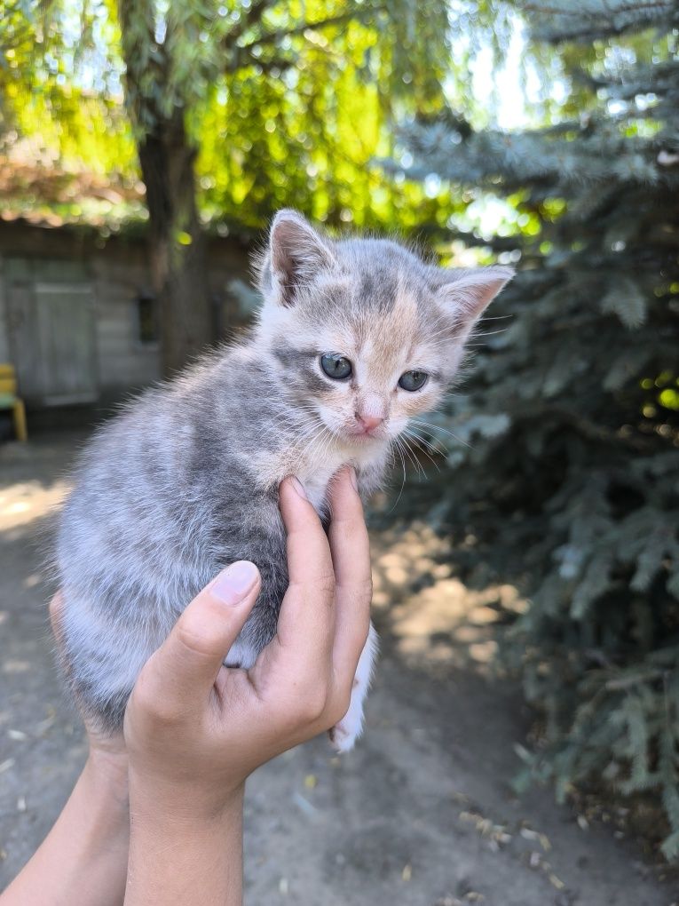 Котята,бесплатно