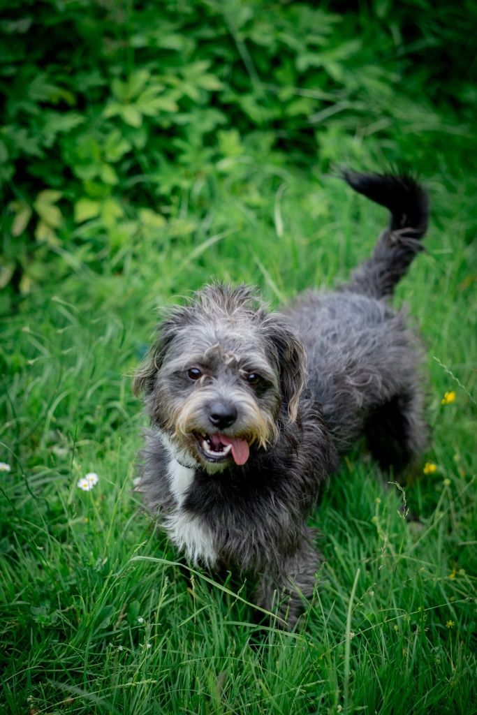 Szaruś do adopcji