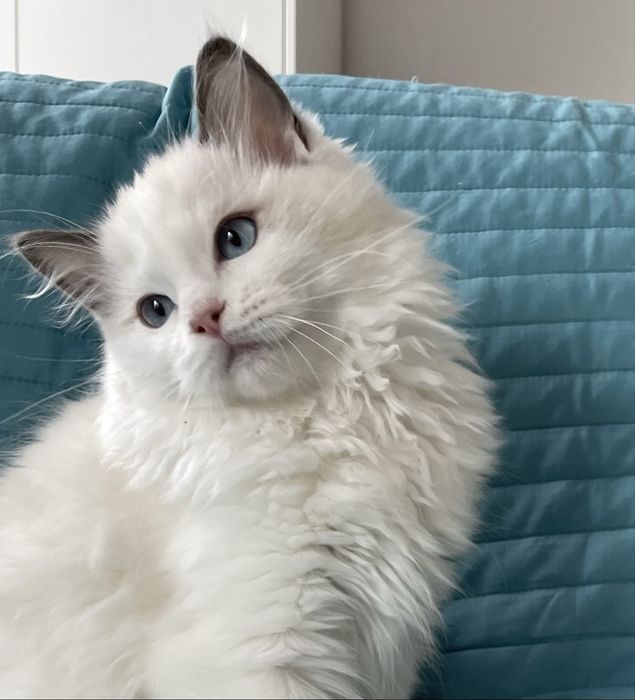 Biały Kocurek Ragdoll z rodowodem FPL - domowa hodowla