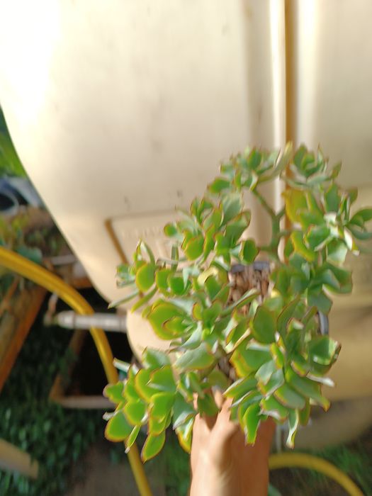 Grubosz Curly green don