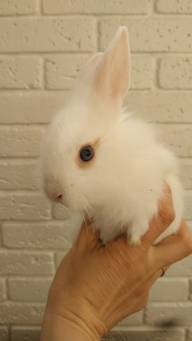 Білий кролик львіноголові декоративні кролі  карликові кроля в Харкові