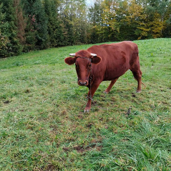 krowa mleczna czerwona na wycieleniu