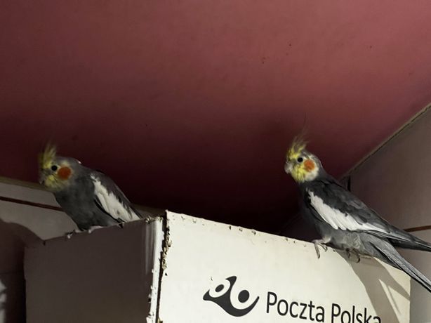 Papugi Nimfy z klatka
