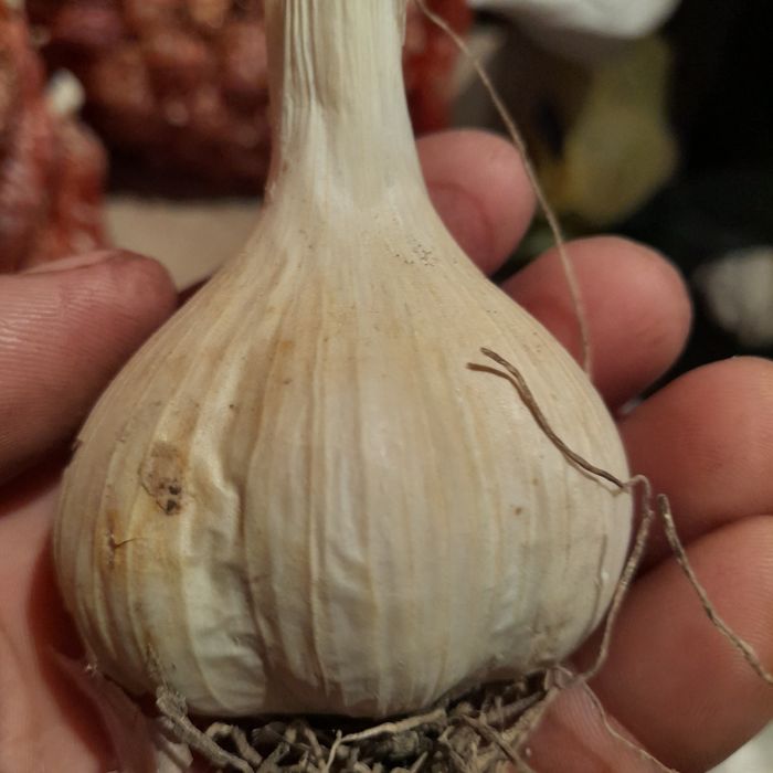 Продам часник любава