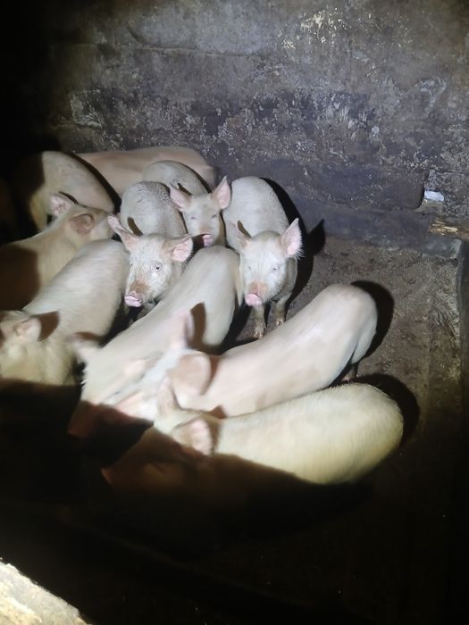 Продам  Поррсят 2500гр шт