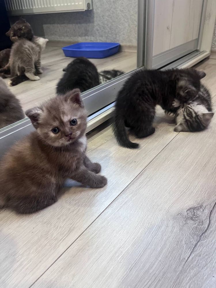 Шотланські кошенята