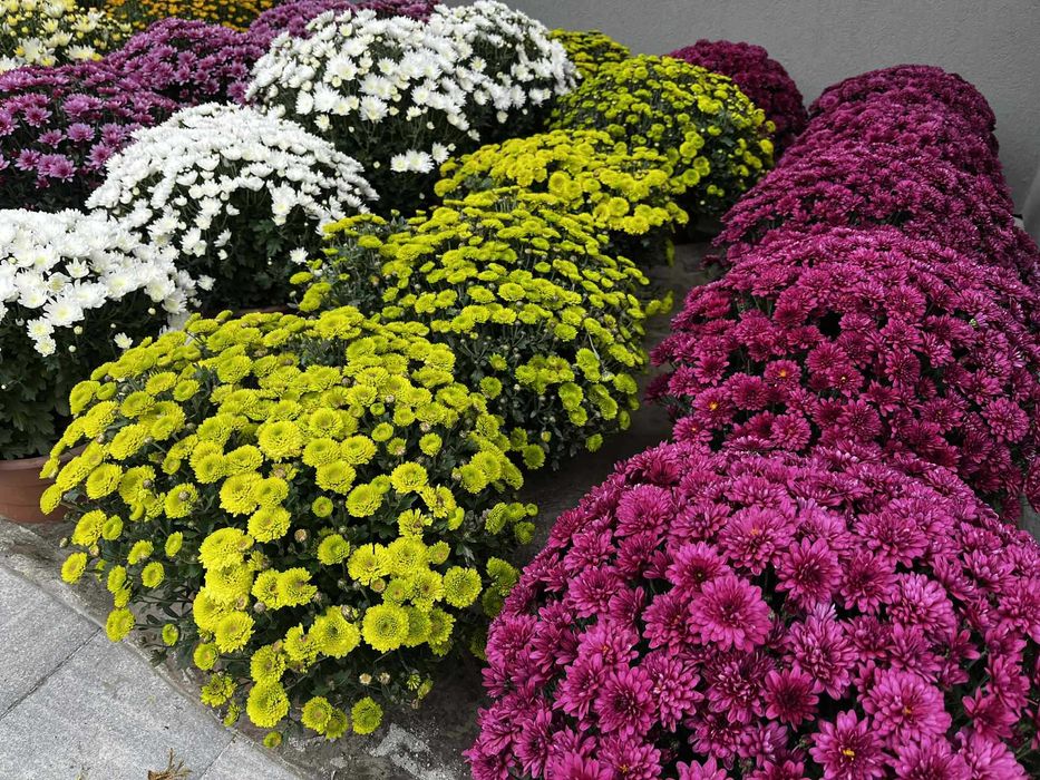 Chryzantemy drobnokwiatowe kopki