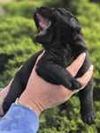 Labrador retriever czarna suczka hodowla zarejestrowana w ZKwP FCI