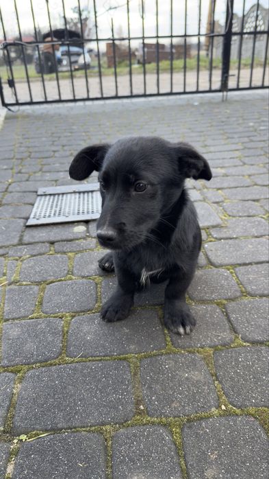 Do oddania dwa psiaki