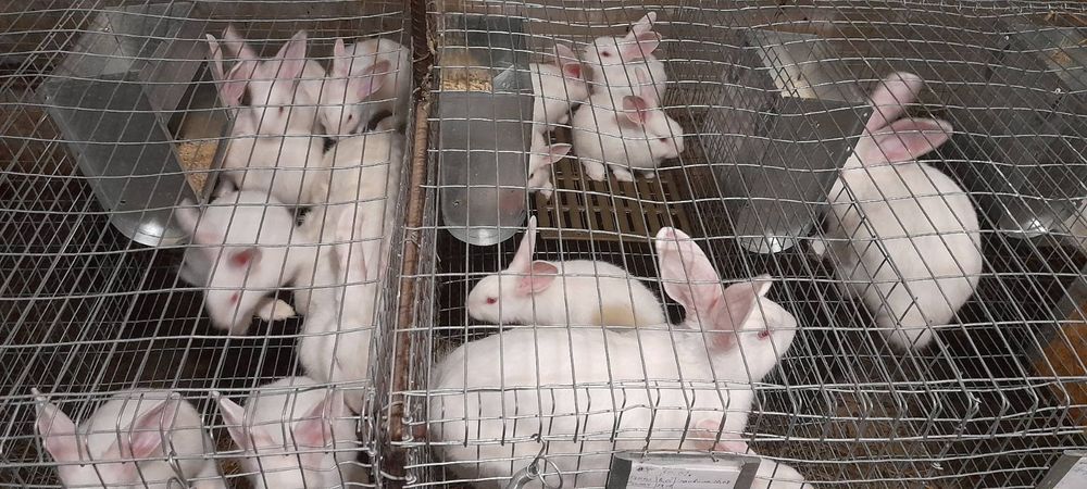 Продаю кролі термонська біла.