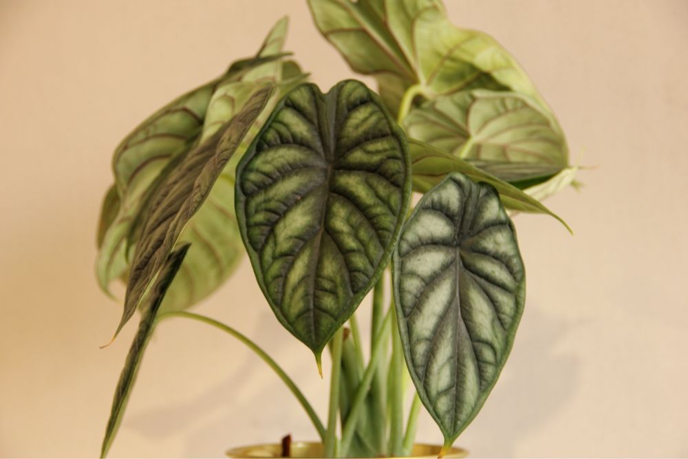 Alocasia ‘Dragon Scale’ — Planta Rara e Colecionável