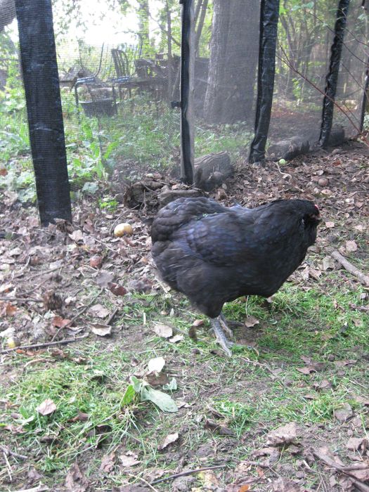 Kury ozdobne - Kogut i kurka araucana