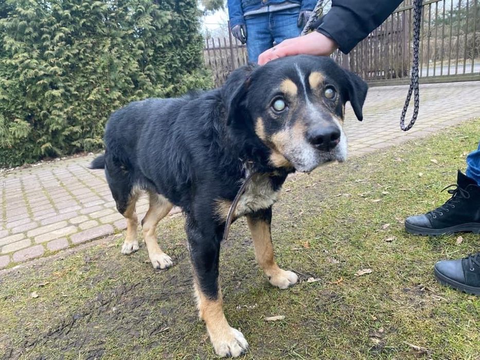 NIEWIDOMY kochany duży pies szuka domu