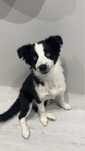 Border collie suczka