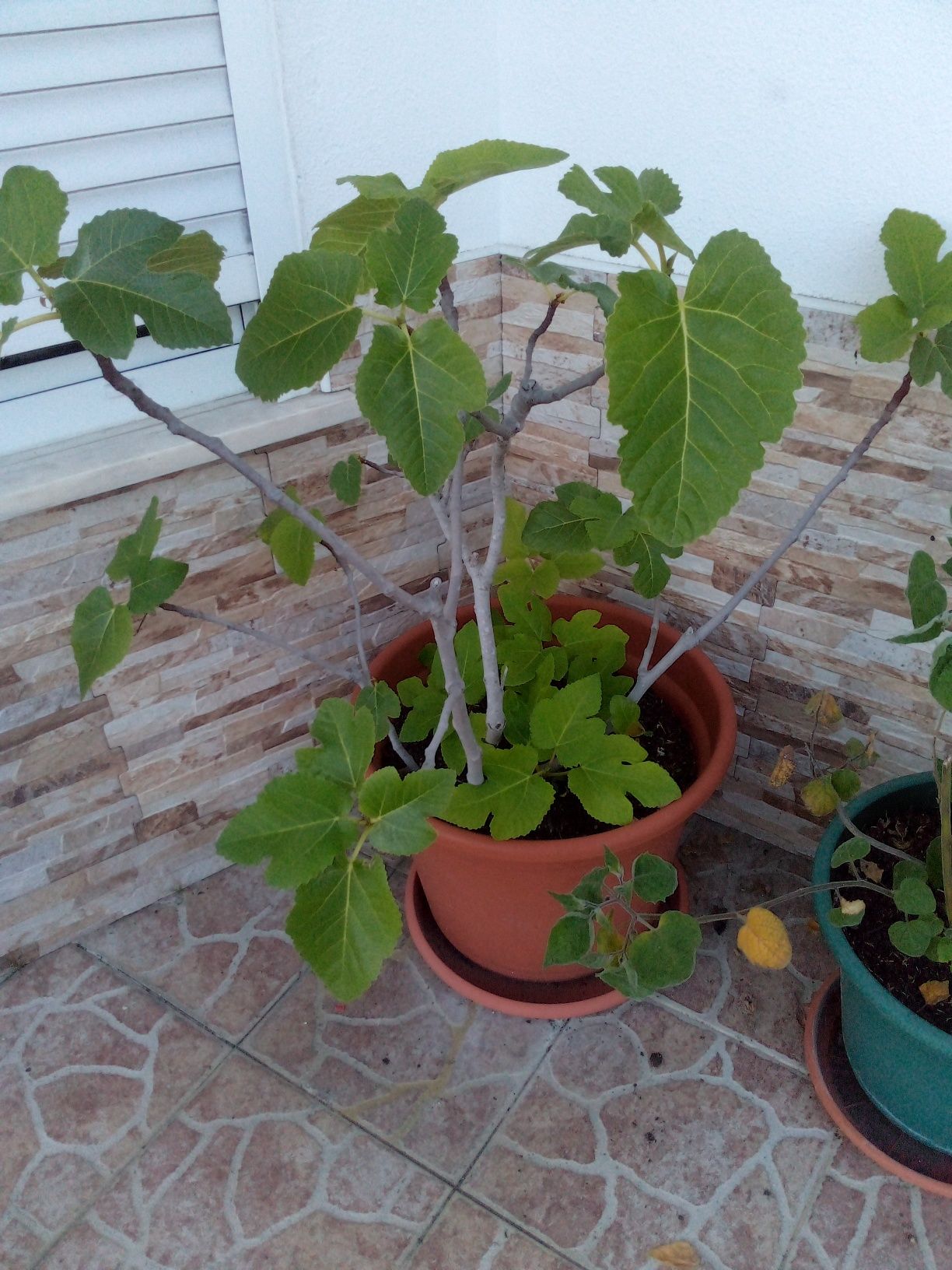 Figueira para replantar