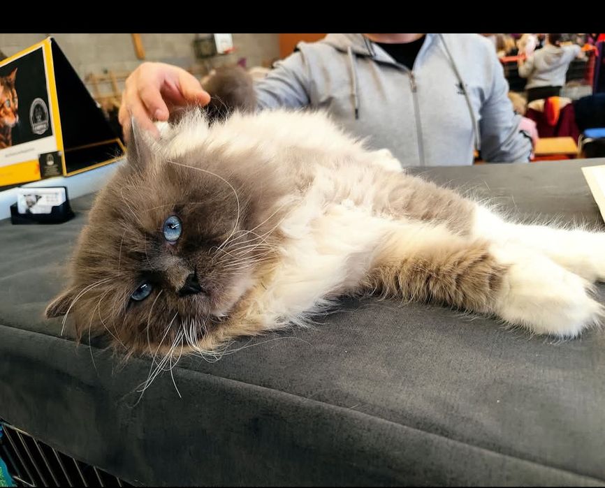 Kociak syberyjski/ Neva Masquerade rodowód WCF