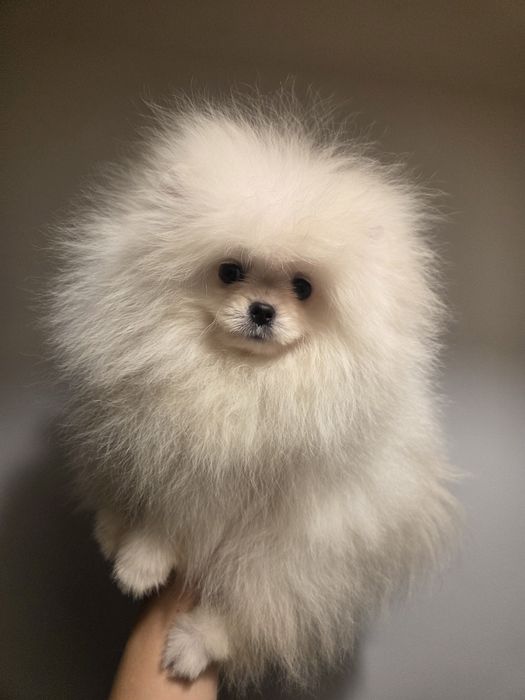 Szpic miniaturowy FCI Pomeranian ZKwP BOO