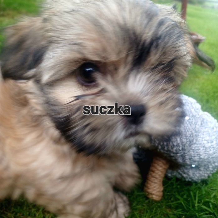 Sprzedam suczkę shihtzu.