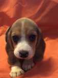 Beagle femea. com dois meses. Pronto para entrega