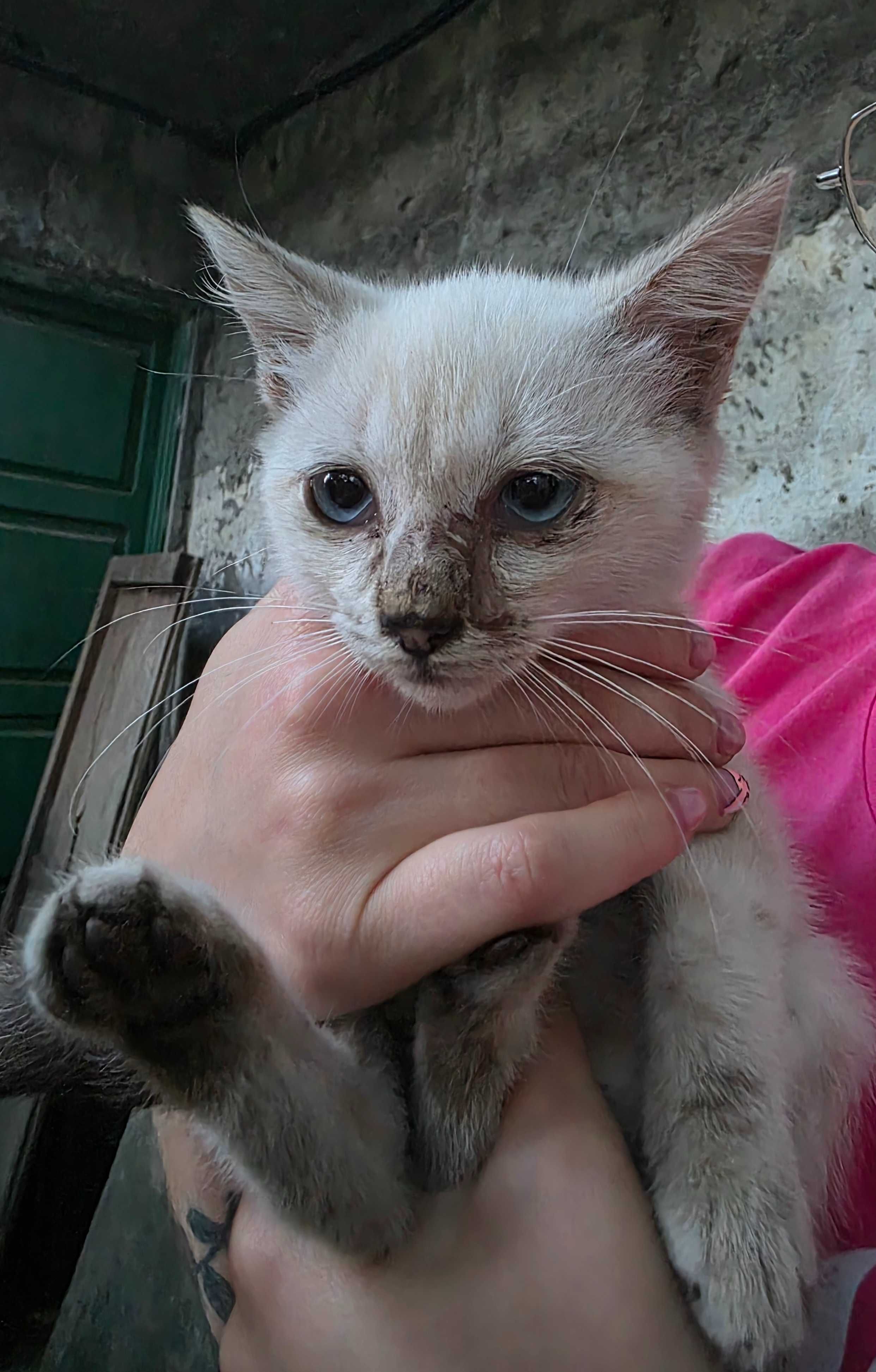 Gatinhos para adoção