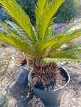 Palmeira envasada