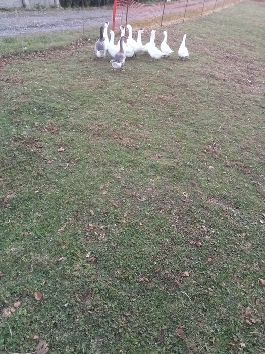 Sprzedam gęsi białe