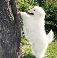 Samoyed samojed biały szczeniak juz gotowy do zmiany domu