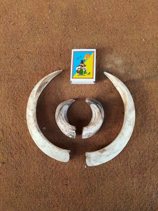 Роги козла і ікла кабана