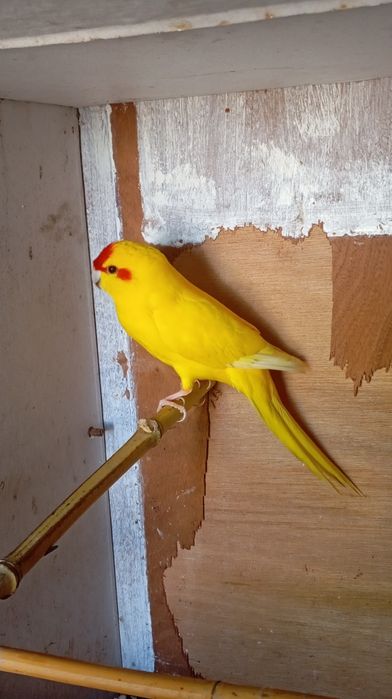 Vendo kakariki amarelo