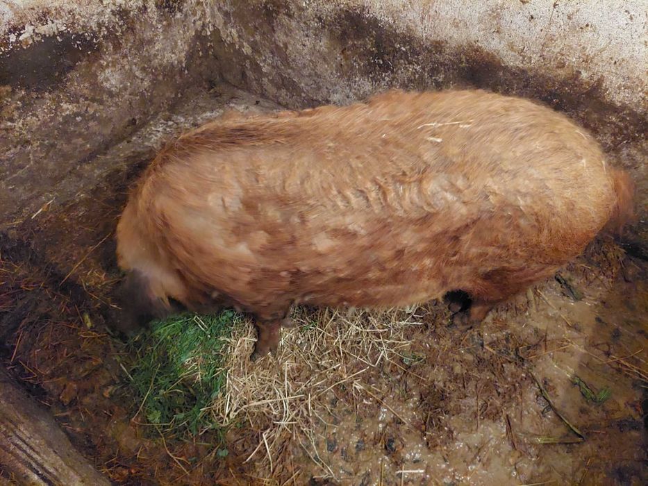Świnia mangalica