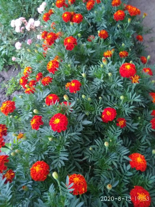 Бархатцы- лучшая противовирусная профилактика. Эффективно,бюджетно.