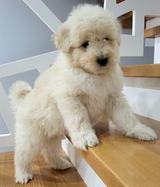 Goldendoodle hybryda ras Sunia