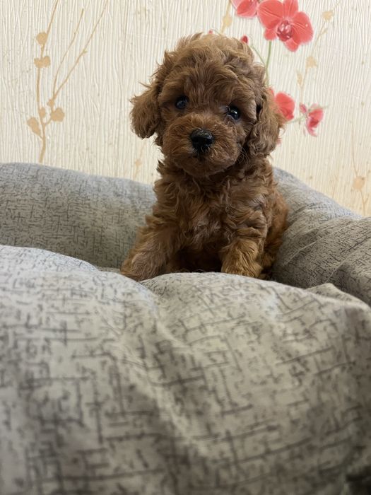 Той пудель девочки