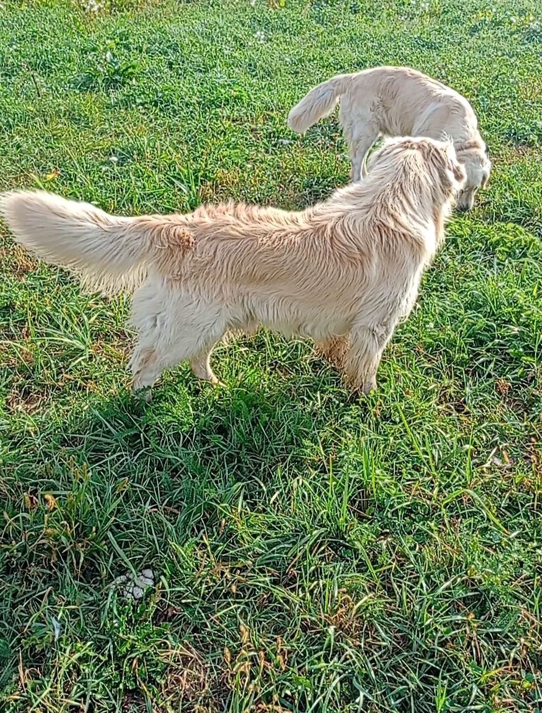 Golden retriever