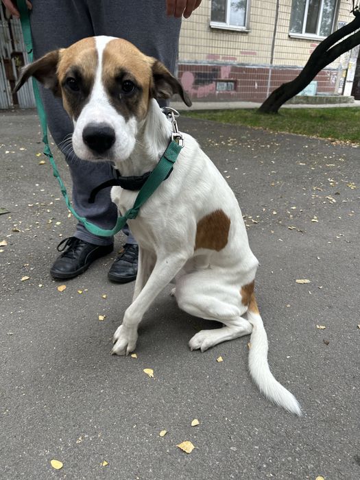 Безкоштовно в надійні руки