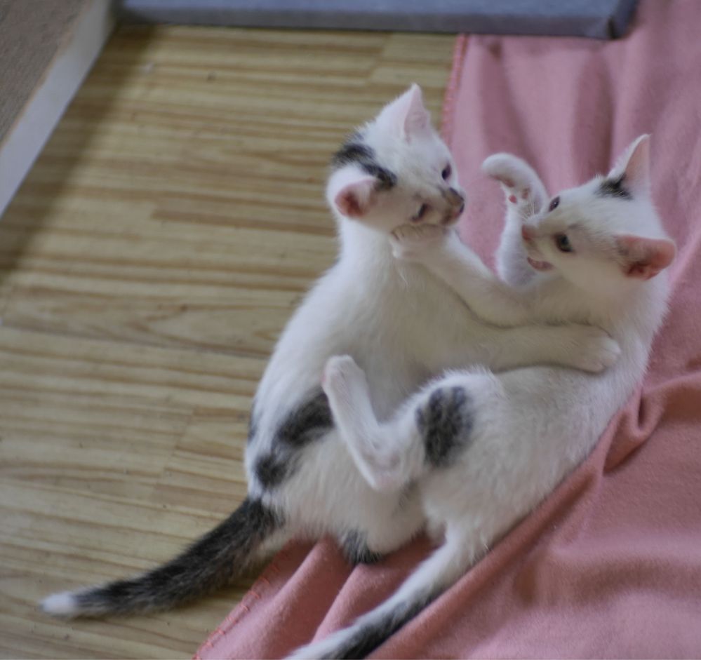 Mała przylepa do adopcji