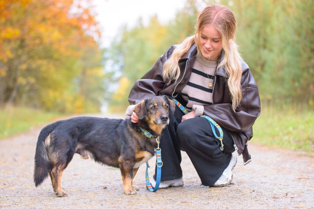 STEFEN - łagodny spokojny pies na tropie dobrego domu