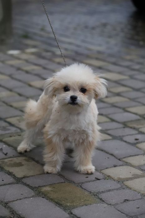 Пальтипу мальчик мини