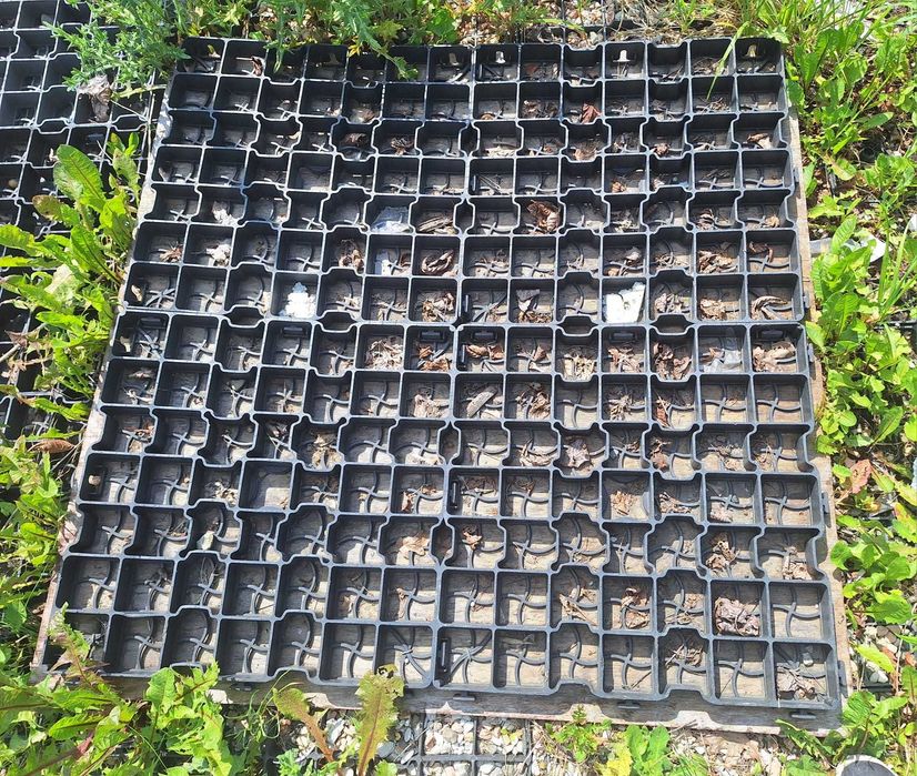 Kratka trawnikowa, ogrodowa