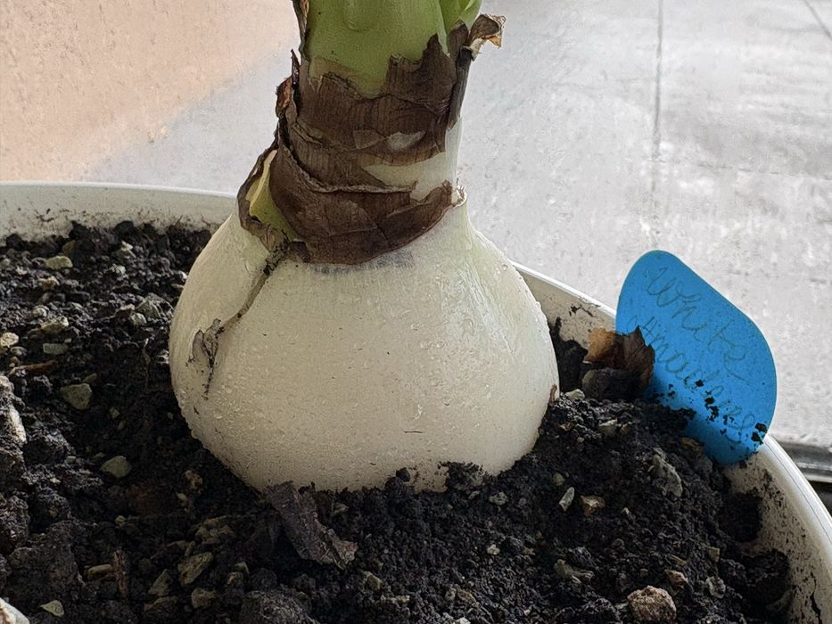 Набор: Три большие луковицы гиппеаструмов разных сортов