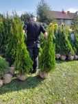 Tuja tuje przedział 120-130cm wiosenna oferta