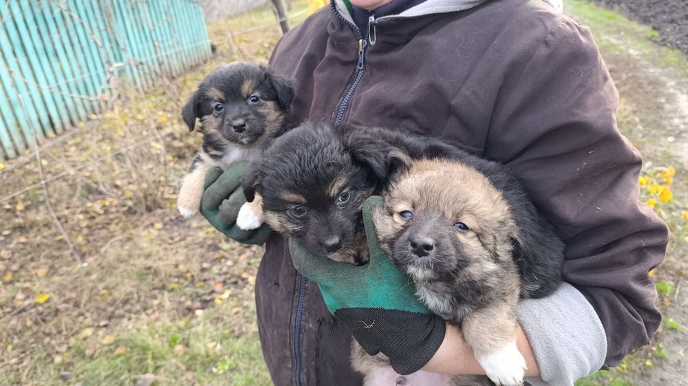Віддам цуценят у добрі руки