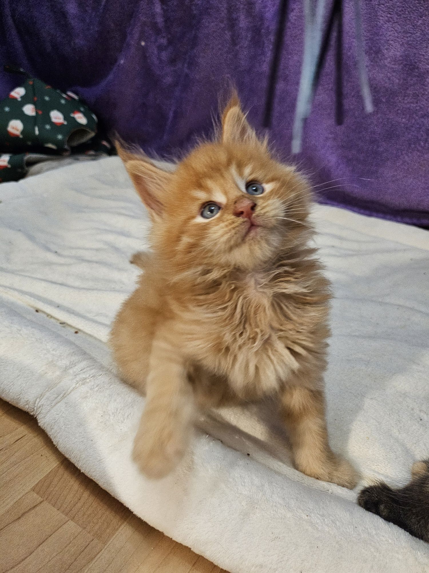 Kot maine coon kocurek Świnoujście
