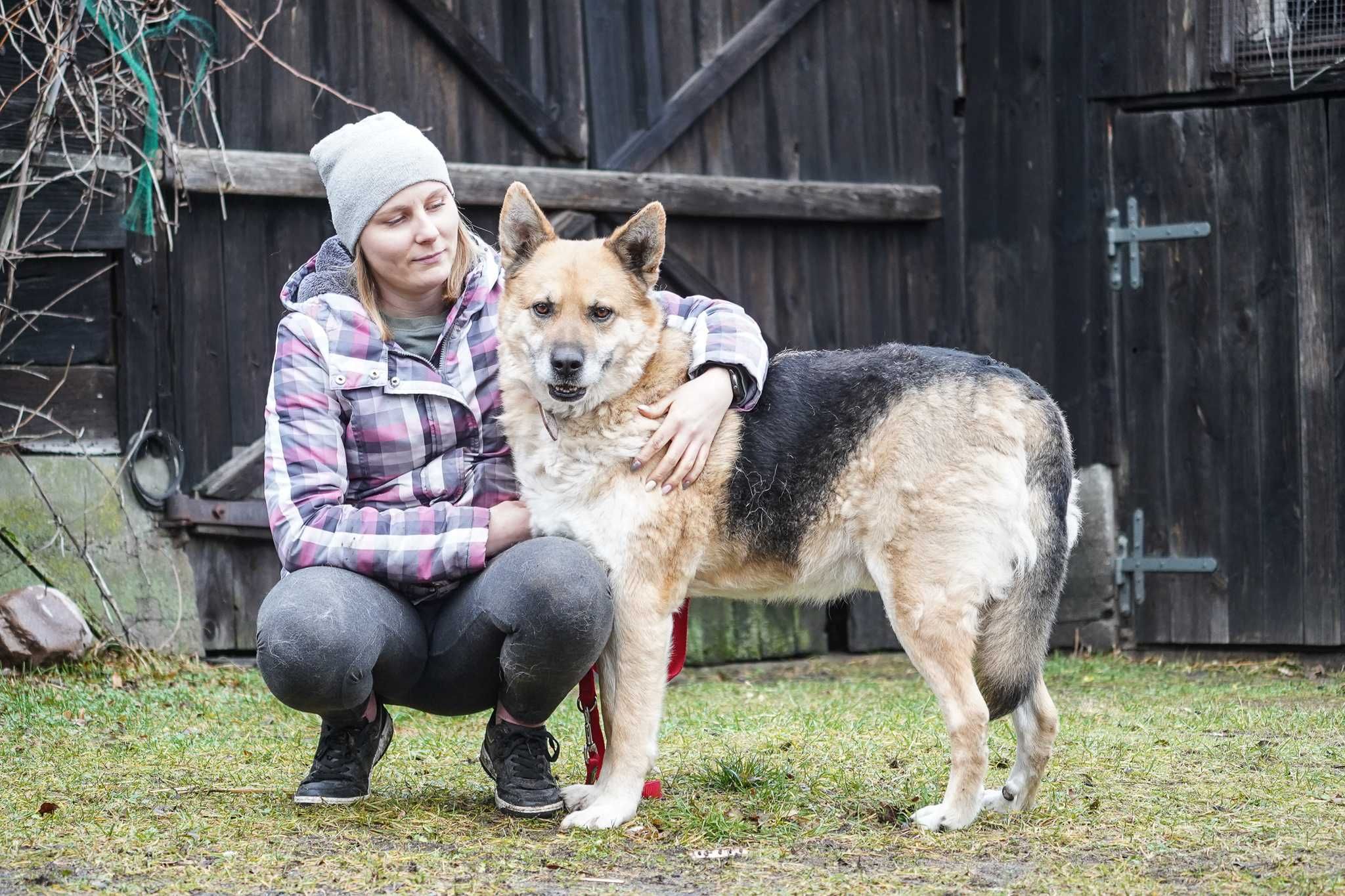 Rino - psiak w typie owczarek niemiecki szuka domu