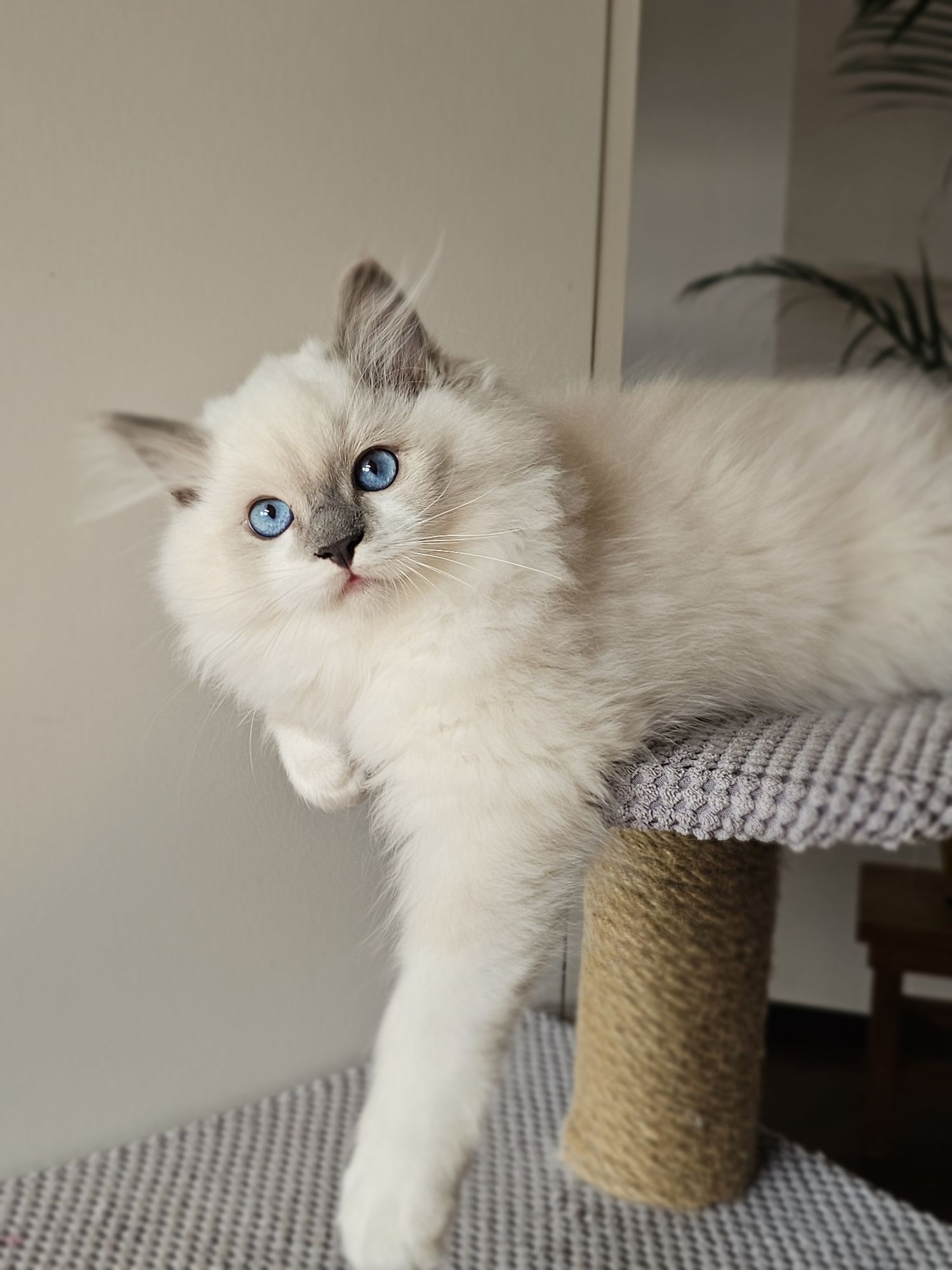 Ragdoll kocurek na kolanka