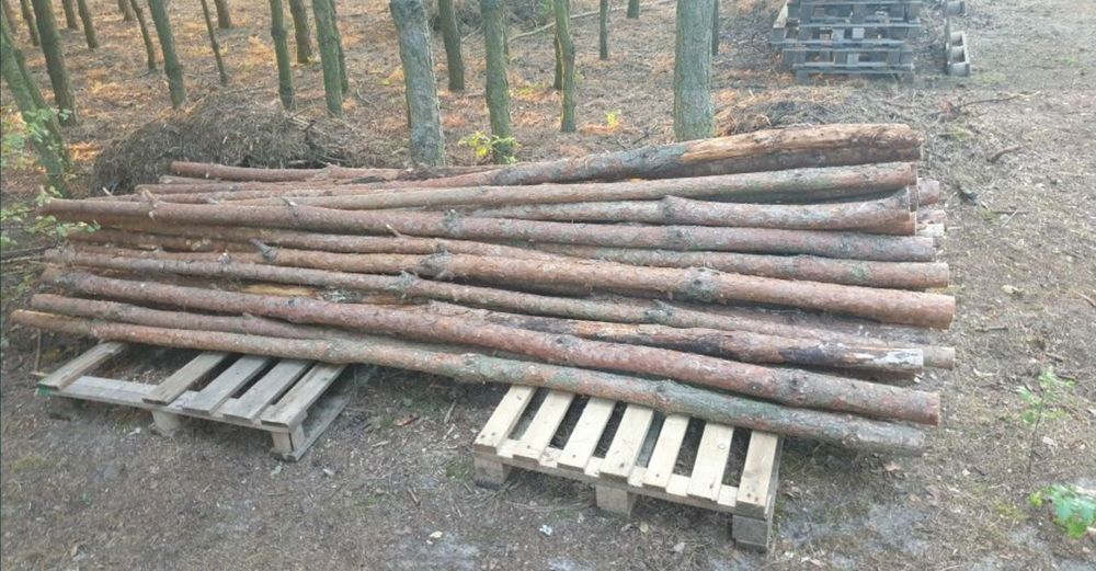 Stemple budowlane, słupki ogrodzeniowe 3.2m świeżo ścięte