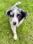 Szczeniak Piesek Border Collie Blue Merle OSHPiK
