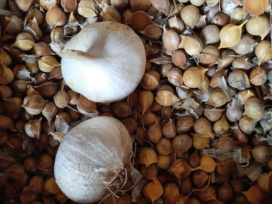 Дітки Рокамболь Рокамболь. Детки Рокамболь.