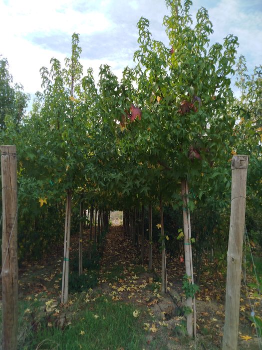 Planta Liquidambar 14-16